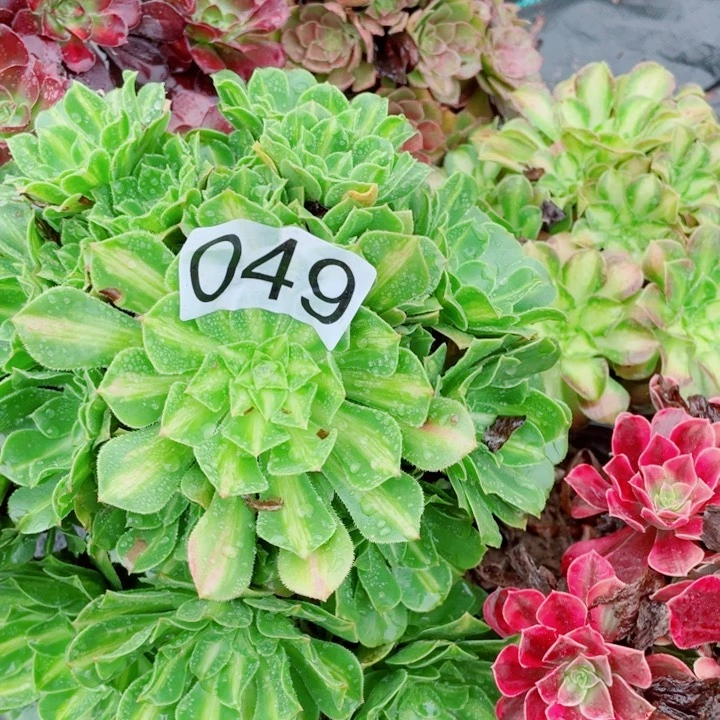 多肉植物组合049