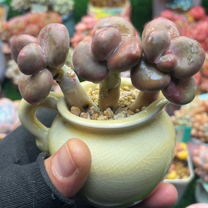 t le e l ye ju wo o