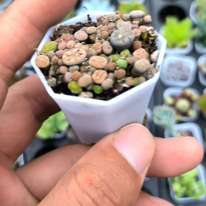 生石花八角盆，满5元包邮