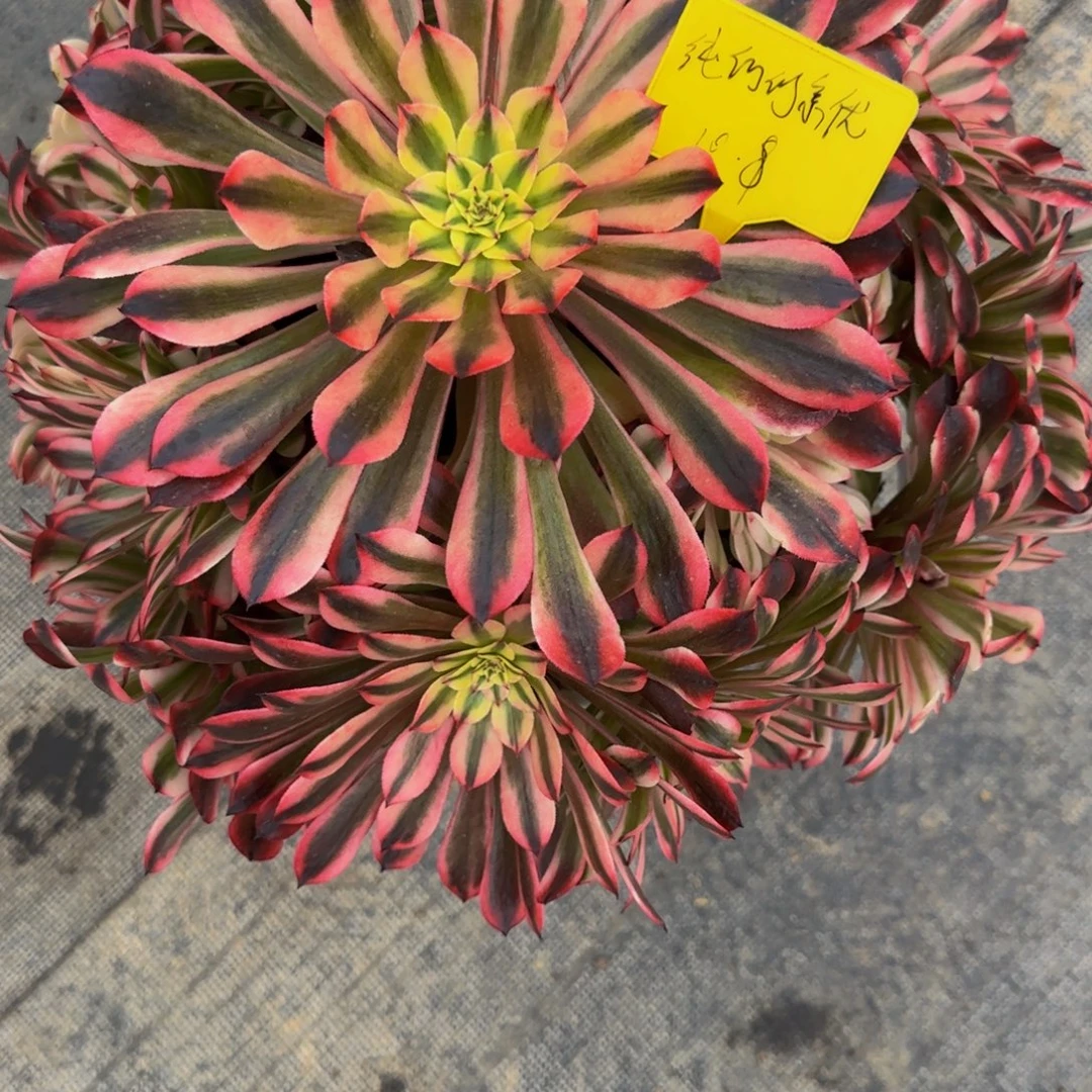粉红豹88888888888