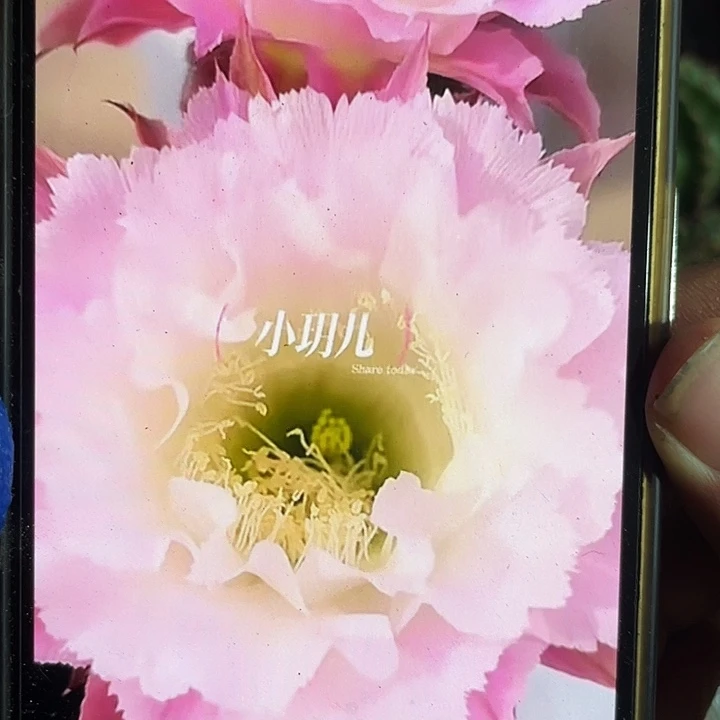 夏沫侧芽歪4公分左右满18包邮