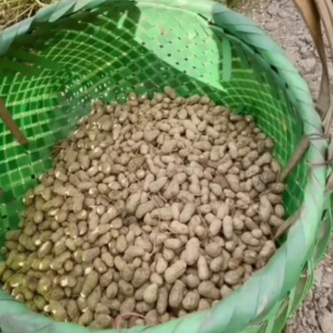 江苏新鲜带壳湿花生，现挖现发农家自种可生吃可水煮