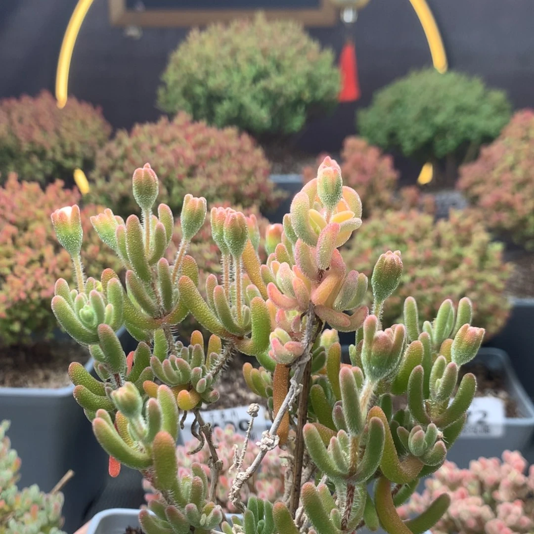 c047橙叶锦枝干番杏