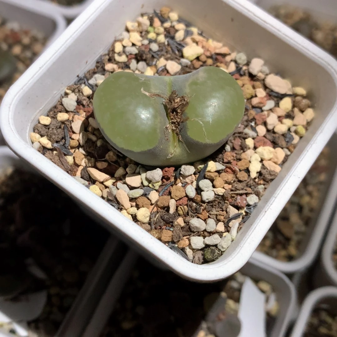 薄****薄荷糖 肉锥植物