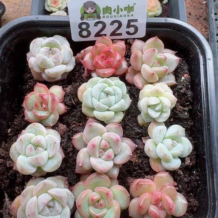 多肉植物多肉植物