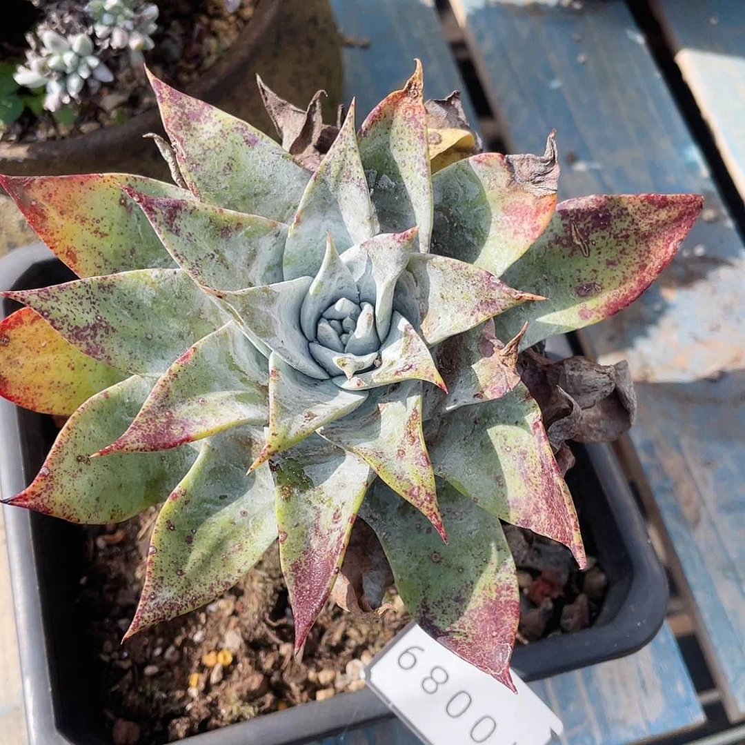 雪山老桩单头10089