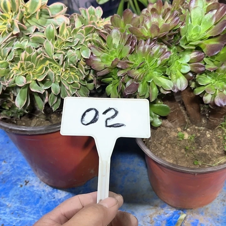 多肉植物组合2个