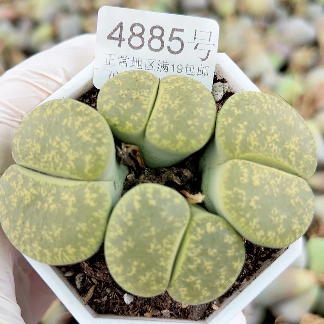 4885 好养易活生石花大母本