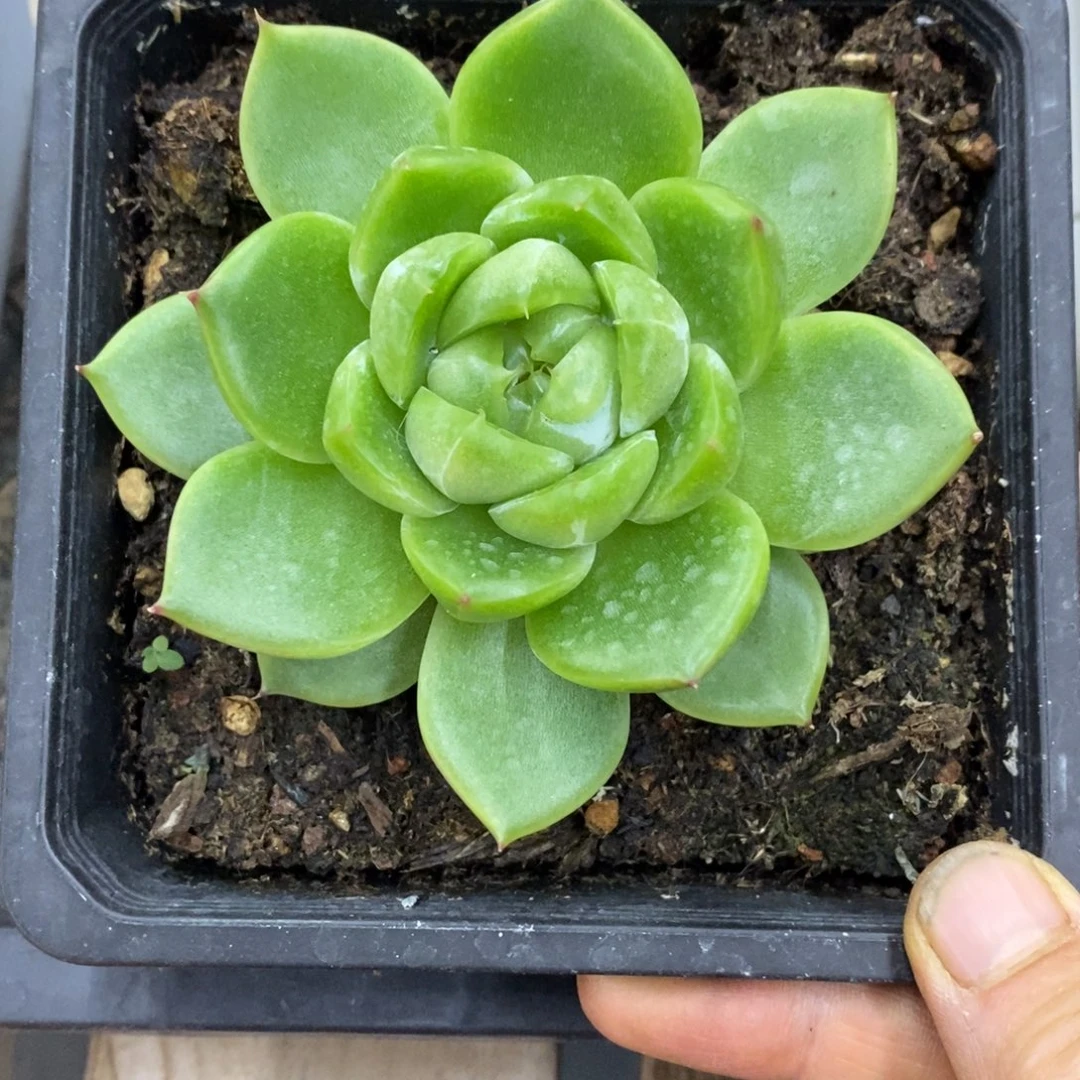 精品多肉一物一拍不包整12