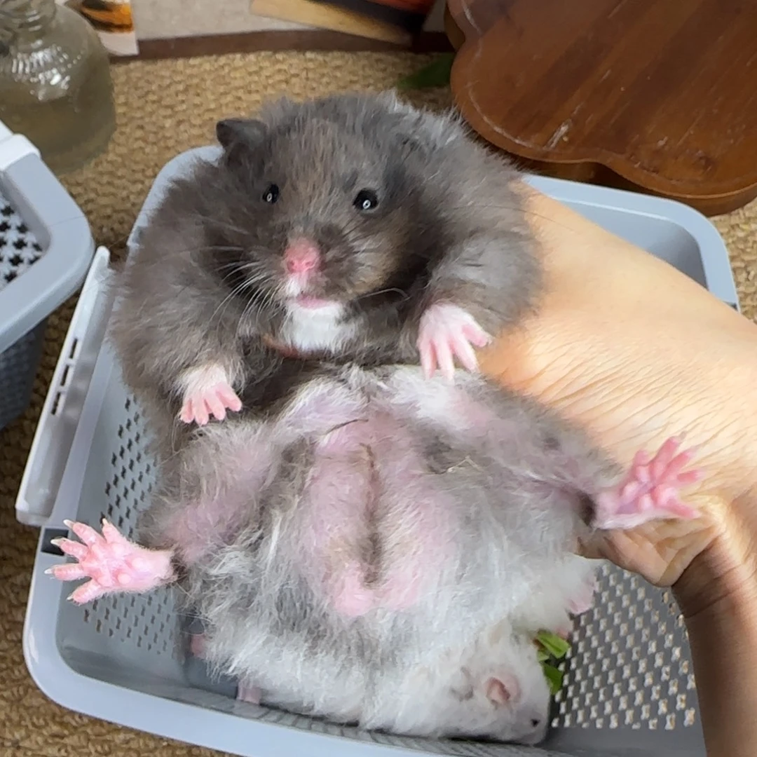 煤球黑弟弟8.26生日