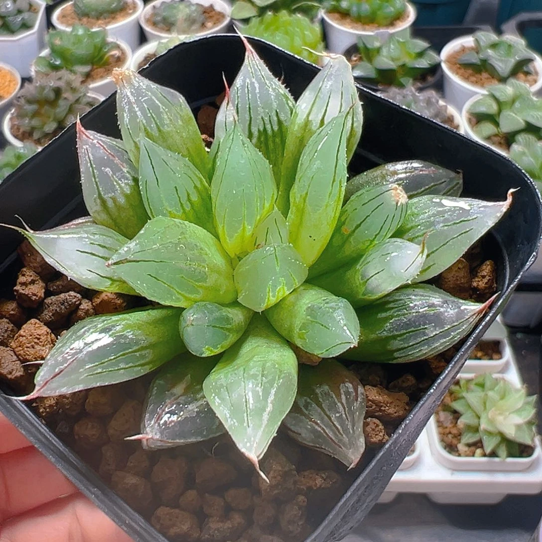 冰钻寿玉露多肉植物一颗