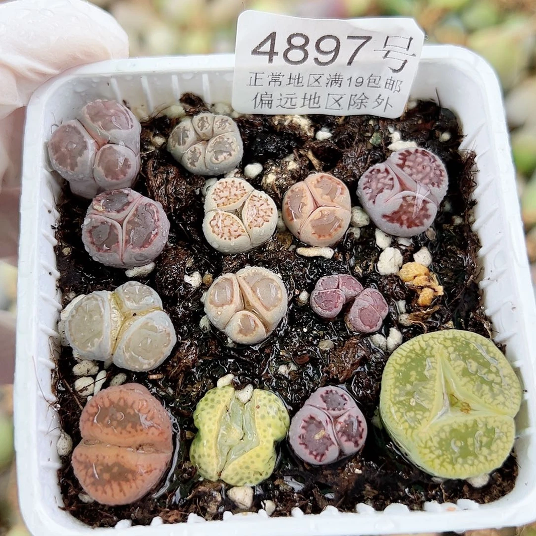 4897小奔小怪兽13个1-2cm脱土发