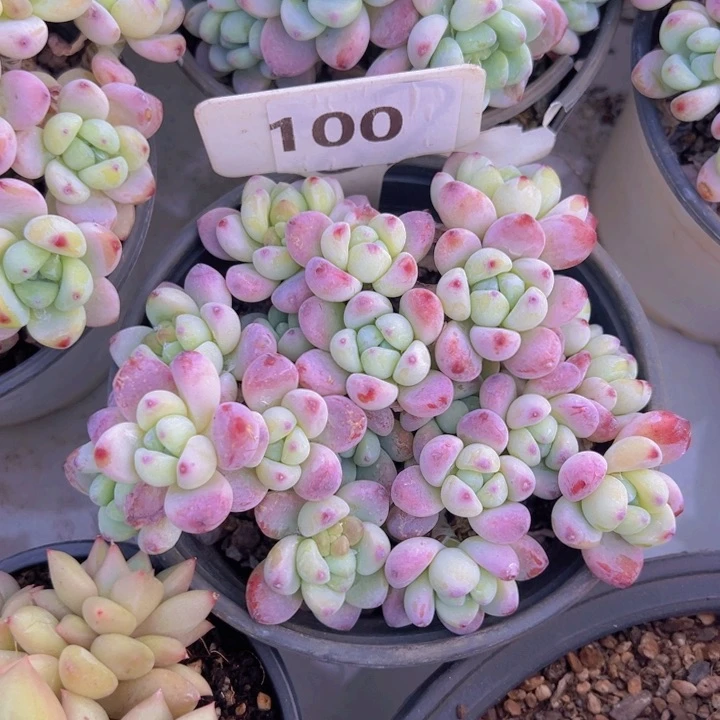 健健康康平平安安