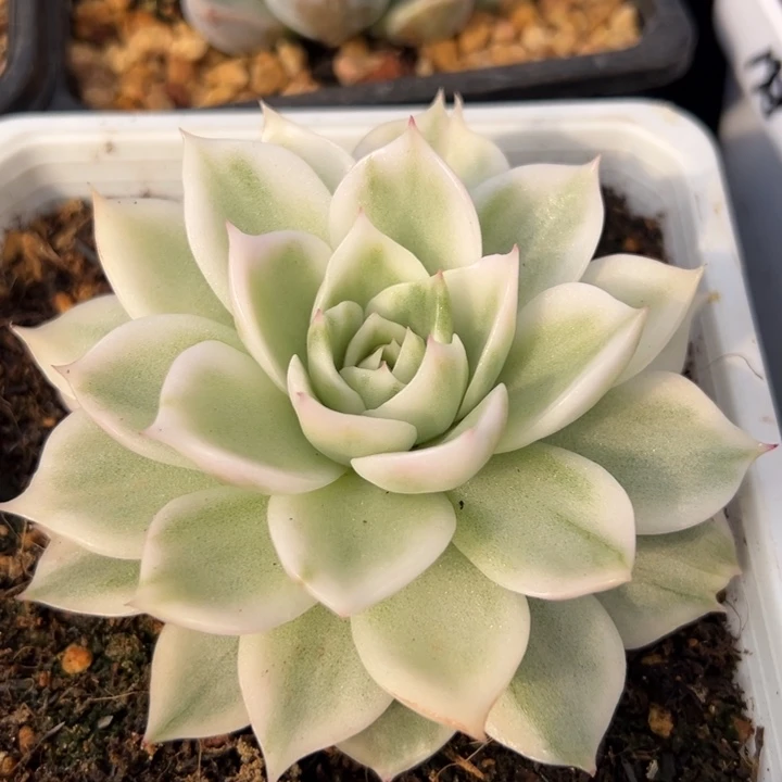 超白麦秆锦一物一拍锦龙