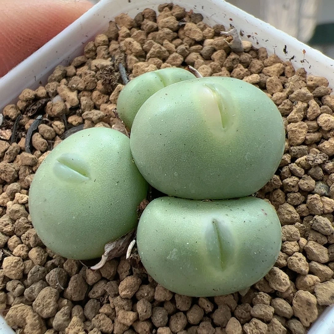 【闪购商品】278 嘟嘴拳拳