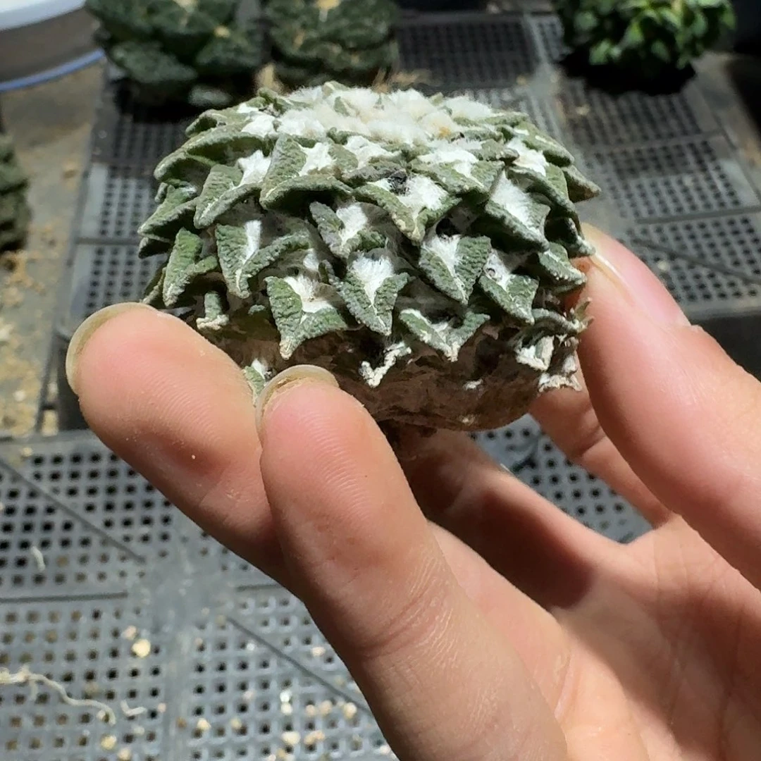 929号仙人球萝卜根