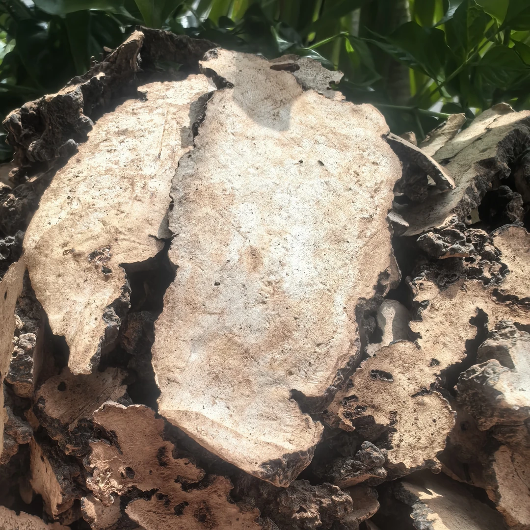 【阿海精选】土特产猪苓