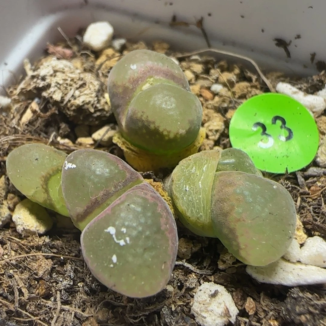 四头漂亮多肉植物33