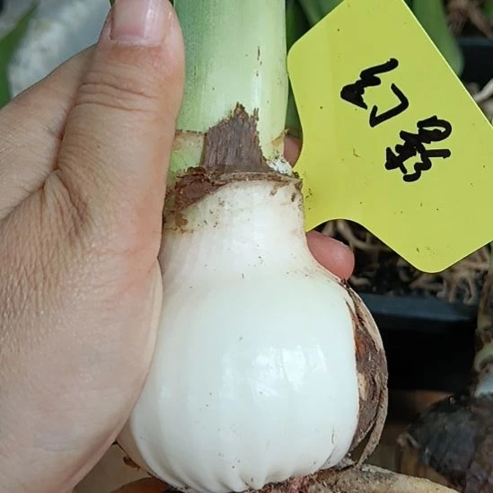 无花朵幻影6cm裸球发货