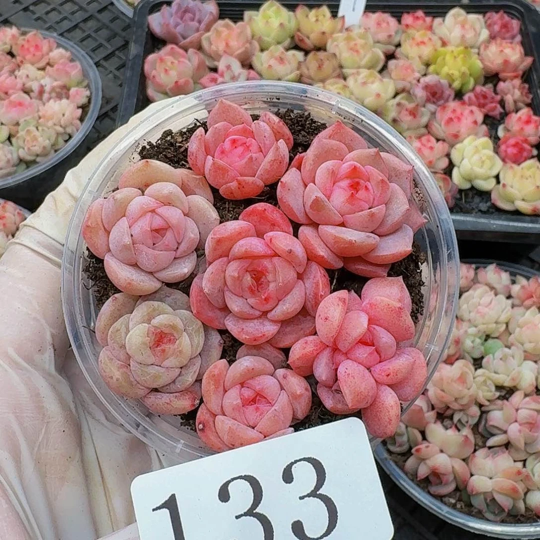 多肉植物多肉植物133