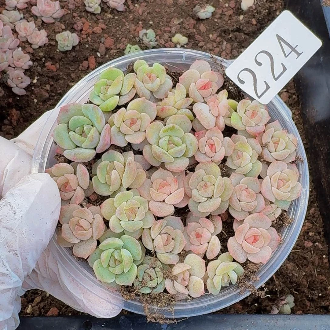 多肉植物多肉植物224