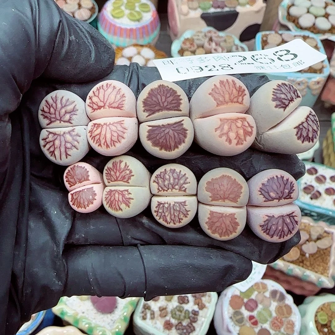 生石花满18包邮0928-268