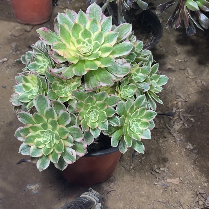 多肉植物法师海 王48