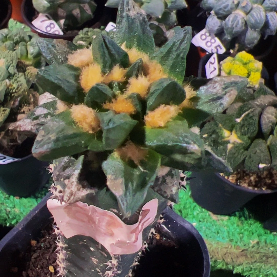 聚***盆无花朵福利短尤龙角牡丹672