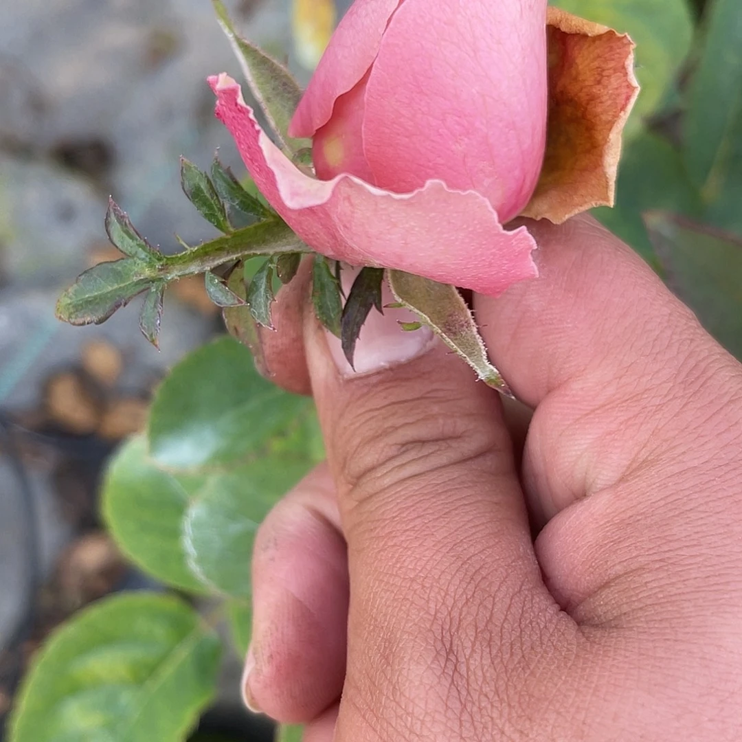 无花朵——-迁巧 福利款