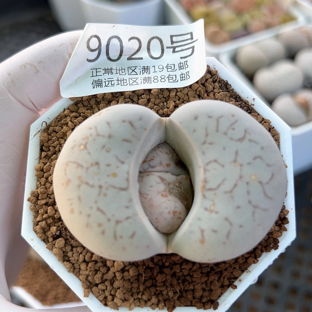 9020五年大白5.2cmmmm