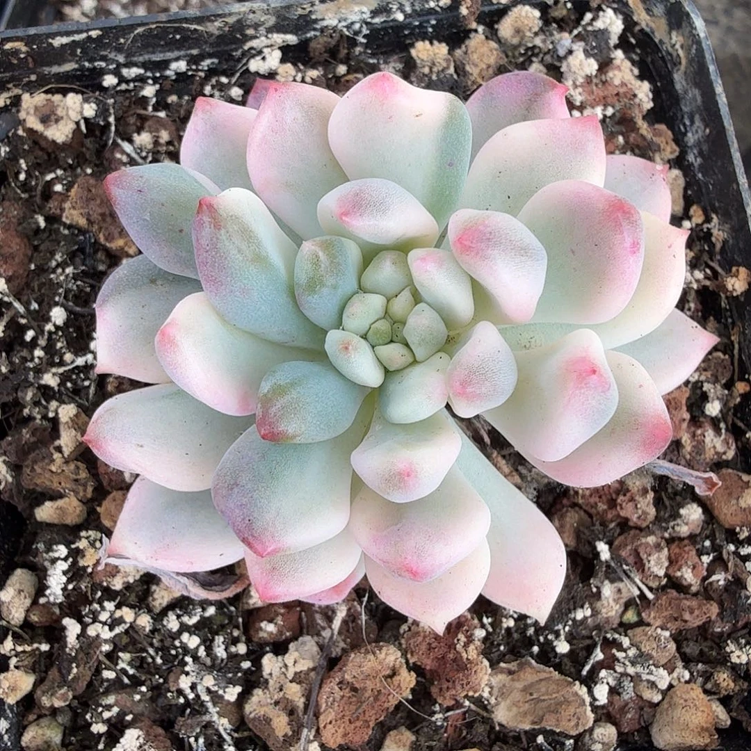 蓝苹果锦，多肉植物