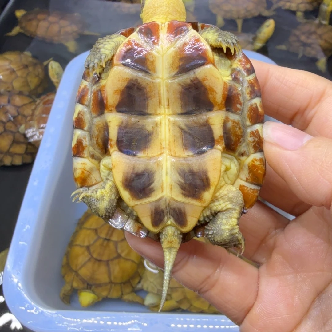 公母搭配宠物龟马*远