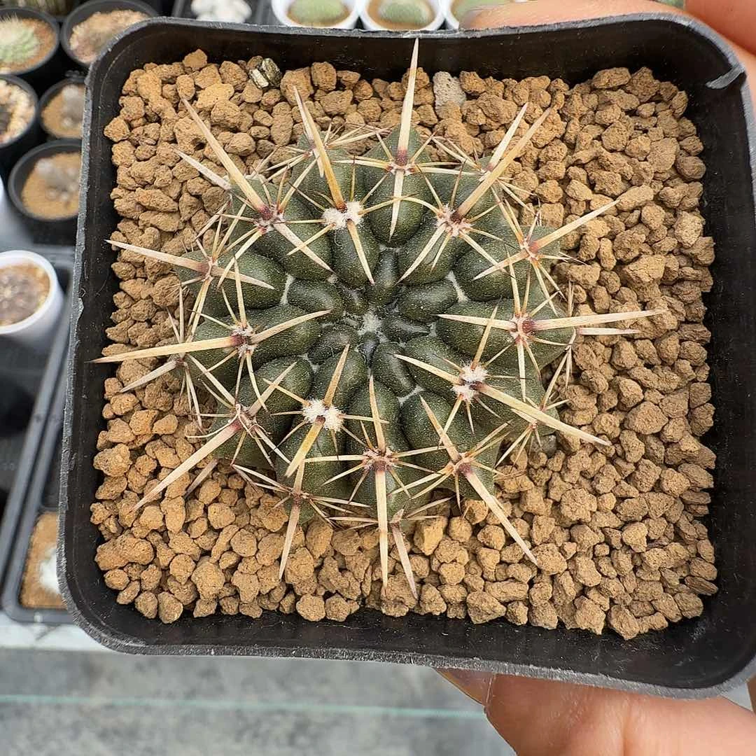 实生猛狮子脱土发货