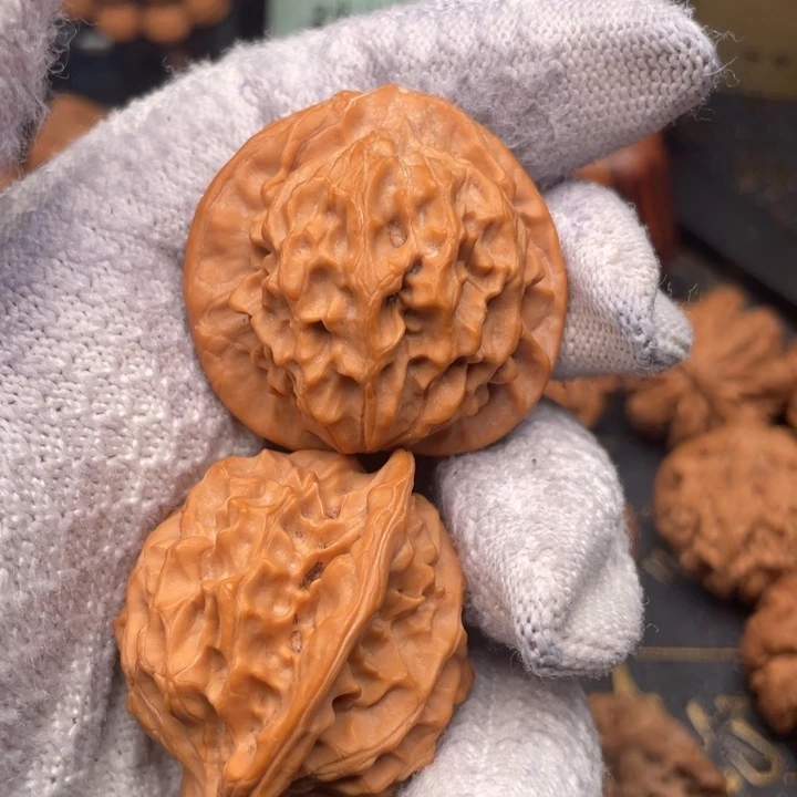 y***g核桃39尺秦岭野生金公子