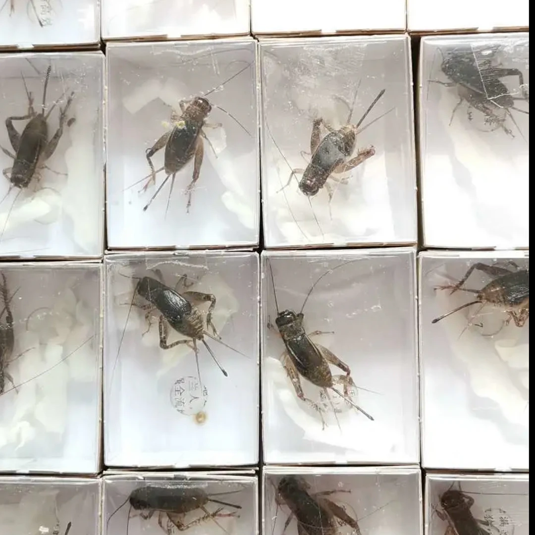 三尾20条,8厘一9厘5,图片提供参考,满三百包邮,录制开箱视频