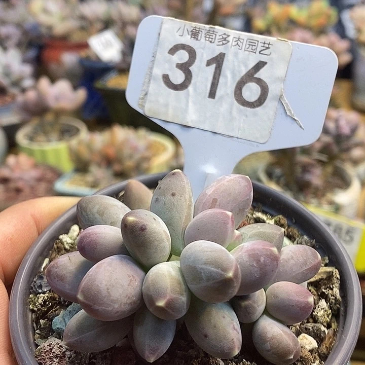 星空美人316号的啊啊啊多肉啊啊