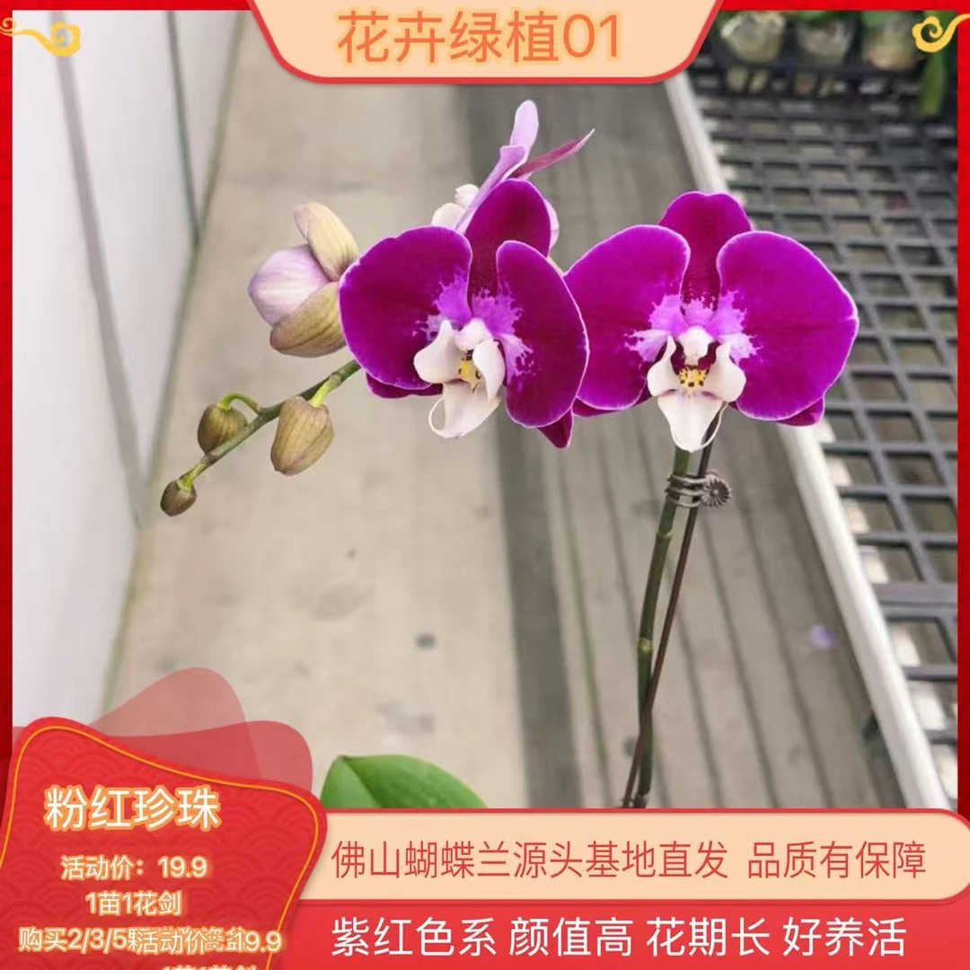 【粉红珍珠01】高端精品蝴蝶兰室内盆栽