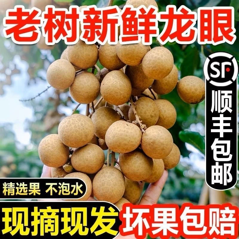 顺丰包邮 广西石硖龙眼新鲜现摘孕妇水果百年老果树果清甜多汁