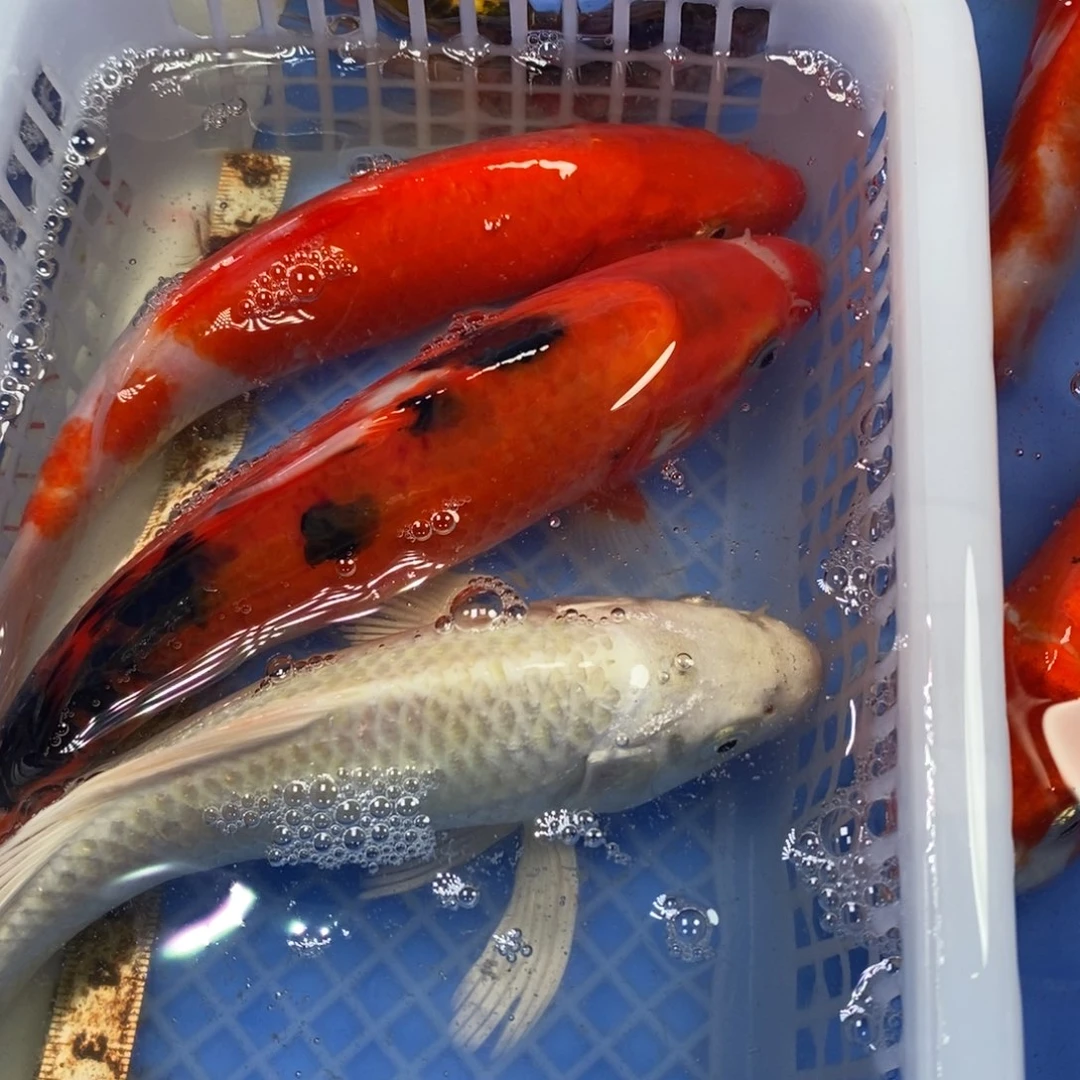 锦鲤冷水锦鲤包邮