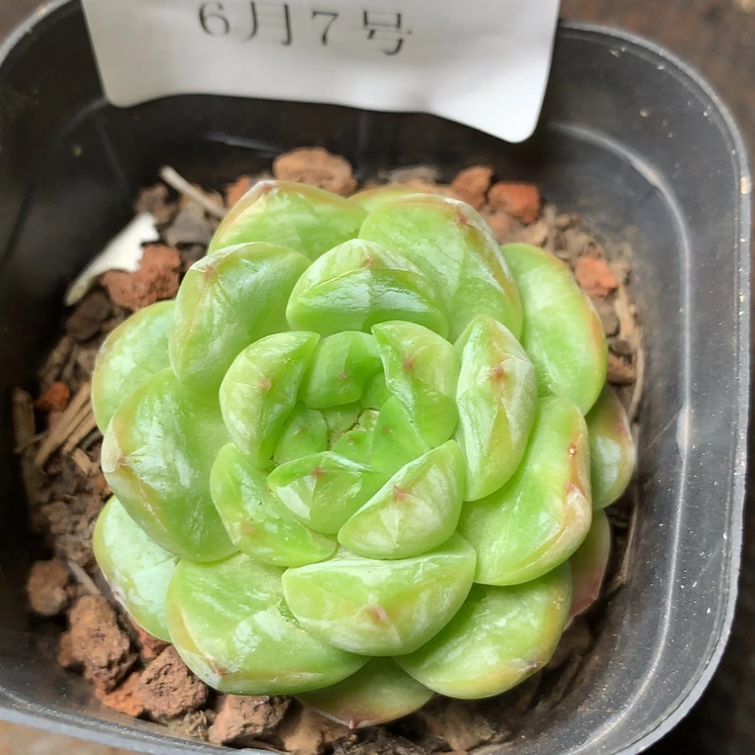 【闪购商品】云851号