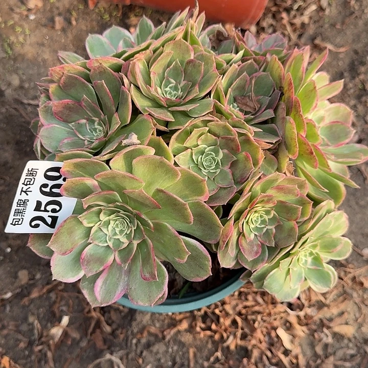 18-19法师丘比特2569