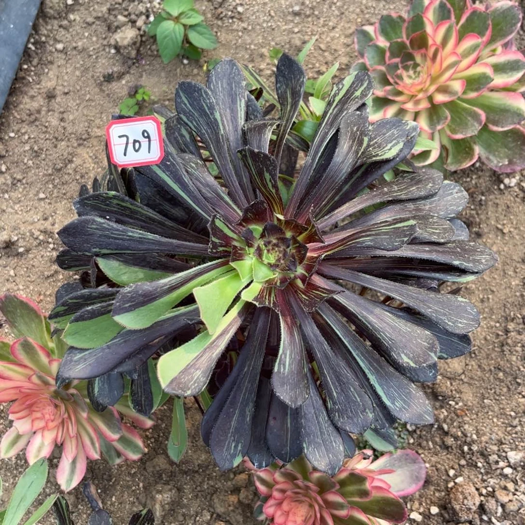 709多肉植物水墨丹青