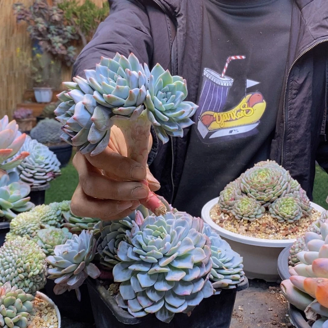 仰****座95号粉蓝鸟多肉