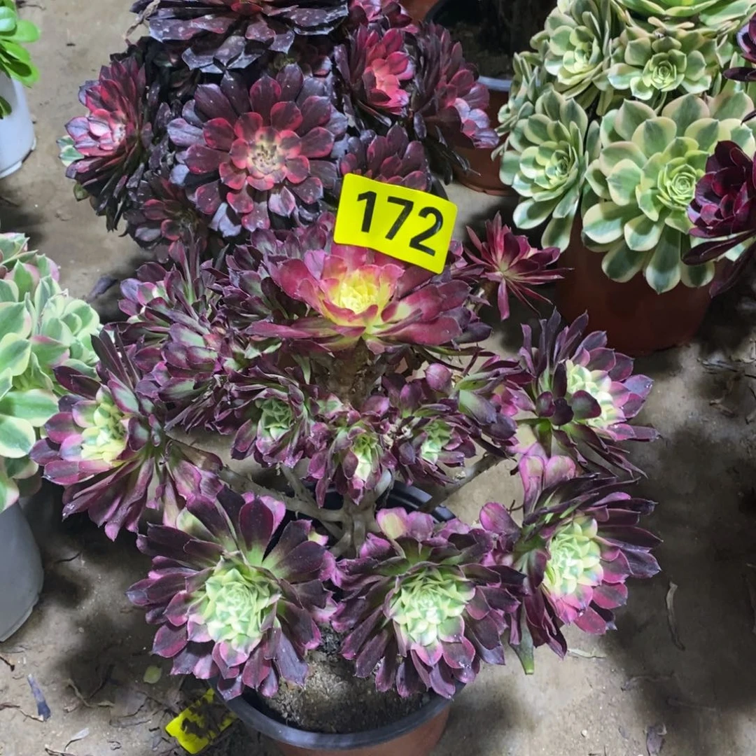 天河多肉法师172