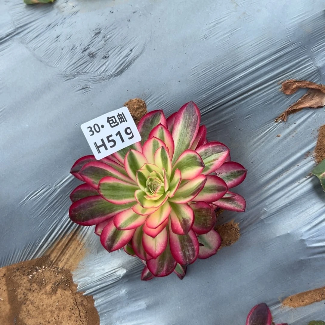 519倾城，多肉法师