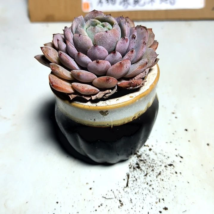 满6元包邮，恩宠绝绝子俩颗