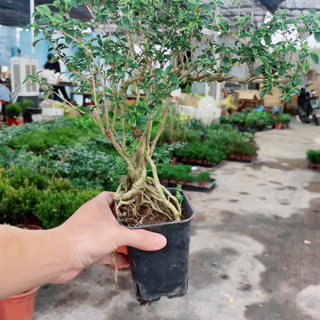 当前无花栽培后可以开花红花六月雪