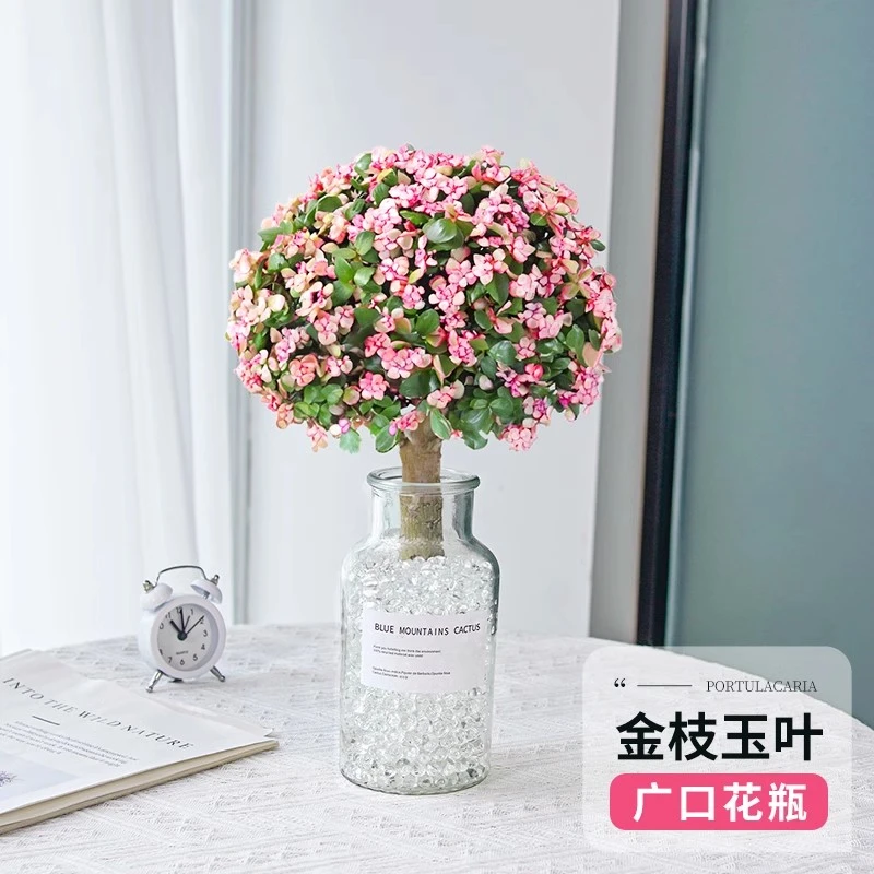 金枝玉叶盆栽老桩多肉水培植物室内花办公室盆景好养净化空气绿植