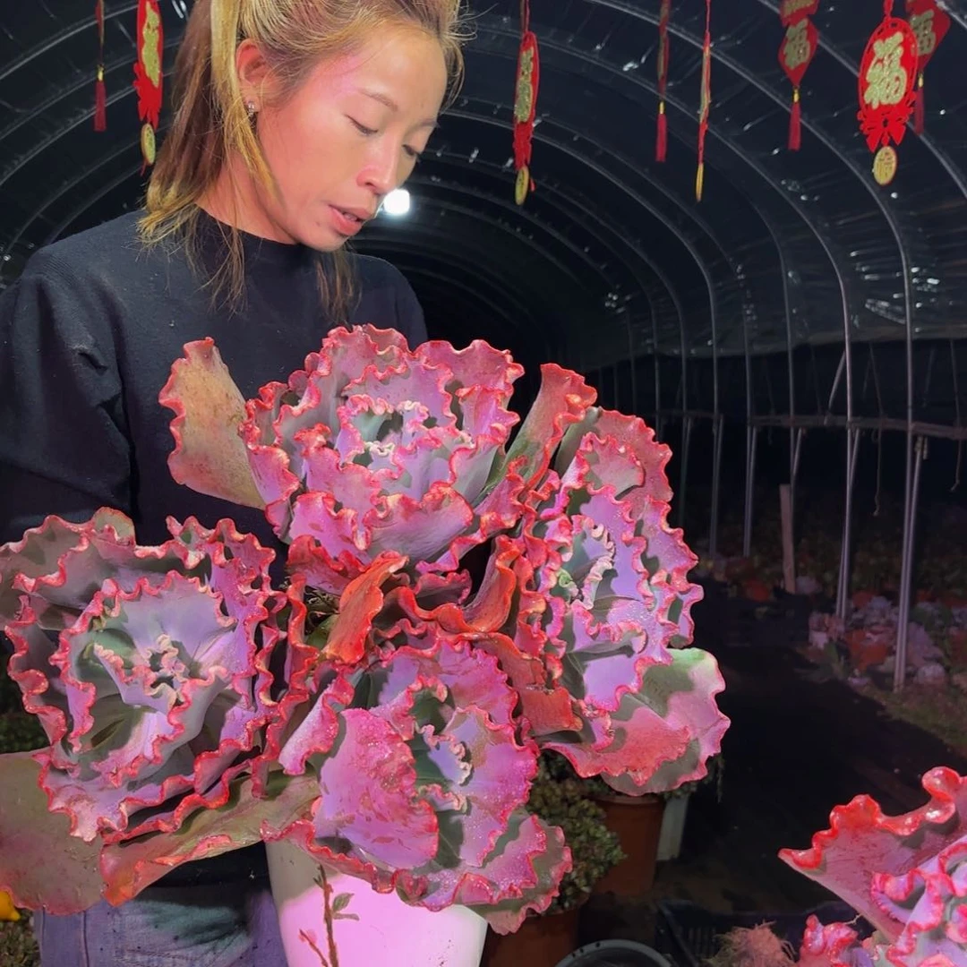 特大号婚纱包菜多肉