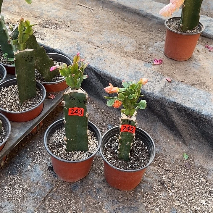 242+243嫁接蟹爪兰：028+粉